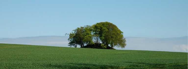 Træ på bakke på mark.jpg